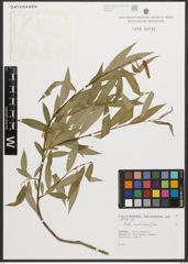 Foto von Salix neotricha Goerz